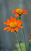 TITHONIA ROTUNDAFOLIA TORCH