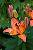 LILIUM ORANGE PIXIE