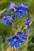 DELPHINIUM BLUE BUTTERFLY