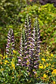 ACANTHUS MOLLIS