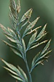 SEED HEAD ON FESTUCA GLAUCA