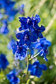 DELPHINIUM BLUE BUTTERFLY