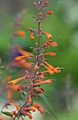 AGASTACHE APRICOT SPRITE