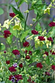 KNAUTIA MACEDONICA WITH VERBENA BONARIENSIS