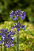 AGAPANTHUS WINDLEBROOK