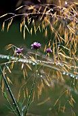 STIPA GIGANTEA WITH VERBENA BONARIENSIS