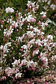 GAURA LINDHEIMERI WHIRLING BUTTERFLIES