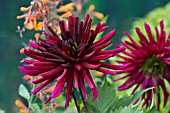 DAHLIA SPLENDEUR NOIRE