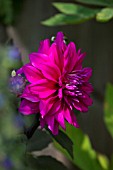 ARTY DAHLIA