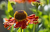 HELENIUM WALTRAUT