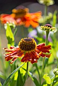 HELENIUM WALTRAUT