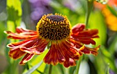 HELENIUM WALTRAUT