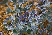 ERYNGIUM MARITIMUM