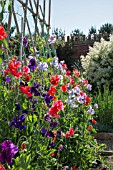 SWEET PEAS IN THE DIAMOND JUBILEE GARDEN AT EAST RUSTON OLD VICARAGE