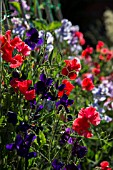 SWEET PEAS IN THE DIAMOND JUBILEE GARDEN AT EAST RUSTON OLD VICARAGE