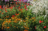 VARIOUS POPPIES WITH CALAMAGROSTIS