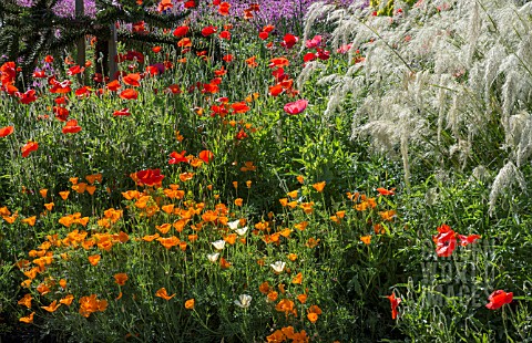 VARIOUS_POPPIES_WITH_CALAMAGROSTIS