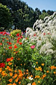 VARIOUS POPPIES WITH CALAMAGROSTIS