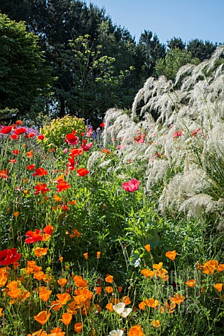 VARIOUS_POPPIES_WITH_CALAMAGROSTIS