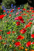 RED POPPIES