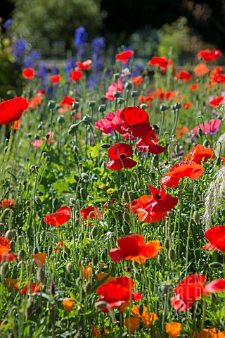 RED_POPPIES