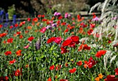 RED POPPIES