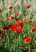 RED POPPIES