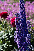 DELPHINIUMS