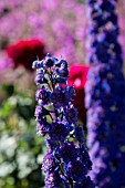 DELPHINIUMS