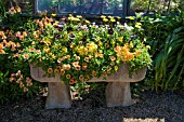 RUSTIC STONE TROUGH WITH SUMMER PLANTING OF PETUNIAS AT EAST RUSTON OLD VICARAGE