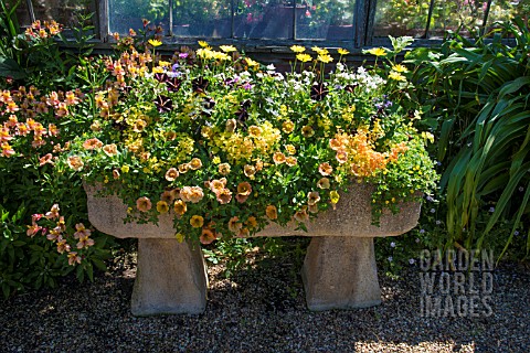 RUSTIC_STONE_TROUGH_WITH_SUMMER_PLANTING_OF_PETUNIAS_AT_EAST_RUSTON_OLD_VICARAGE