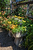 RUSTIC STONE TROUGH WITH SUMMER PLANTING OF PETUNIAS AT EAST RUSTON OLD VICARAGE