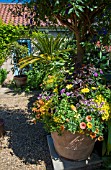 SUMMER PLANTING IN A LARGE POT AT EAST RUSTON OLD VICARAGE GARDEN