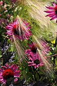 ECHINACEA PURPUREA WITH HORDEUM JOBATUM