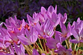 COLCHICUM ROSY DAWN