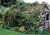 SHED CAMOUFLAGE
