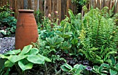 FERN HOSTA AND HEUCHERA MIXED,  SHOWING FOLIAGE,  AND CONTRAST.TERRACOTTA FORCING POT AND OLD FENCE. GREEN IS A COLOUR,  MARY NEWSTEAD CHELSEA 2003.