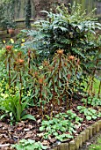 SPRING BORDER FEATURING EUPHORBIA GRIFFITHII WITH MAHONIA JAPONICA
