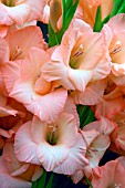 GLADIOLUS PINK LADY
