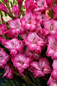 GLADIOLUS CANTANTE