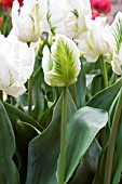 TULIPA WITTE REBEL