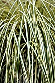 CAREX OSHIMENSIS EVERGOLD