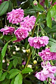 ROSA MANNINGTON MAUVE RAMBLER