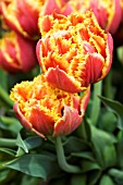 TULIPA GOLD DUST