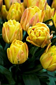 TULIPA FREEMAN