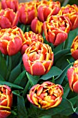 TULIPA ALLEGRETTO