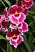 MILTONIOPSIS RED TIDE