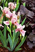 IRIS RASPBERRY BLUSH WITH HEUCHERA PLUM PUDDING