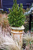 BUXUS GROWING IN OLD CHIMNEY CONTAINER IN WINTER SURROUNDED BY MIXED GRASSES
