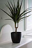 DRACAENA MARGINATA IN CONTEMPORARY POT ON TABLE IN HALLWAY
